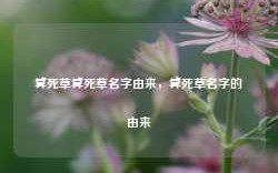 算死草算死草名字由来，算死草名字的由来