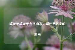 算死草算死草名字由来，算死草名字的由来-第1张图片-地坪门户网