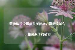 蔷薇追杀令蔷薇杀手梗概，蔷薇追杀令，蔷薇杀手的秘密-第1张图片-地坪门户网